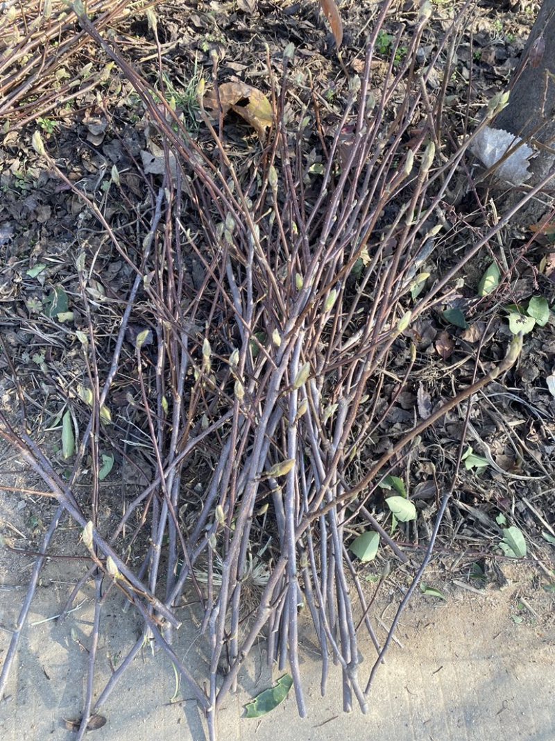 红玉兰紫玉兰枝条带花苞