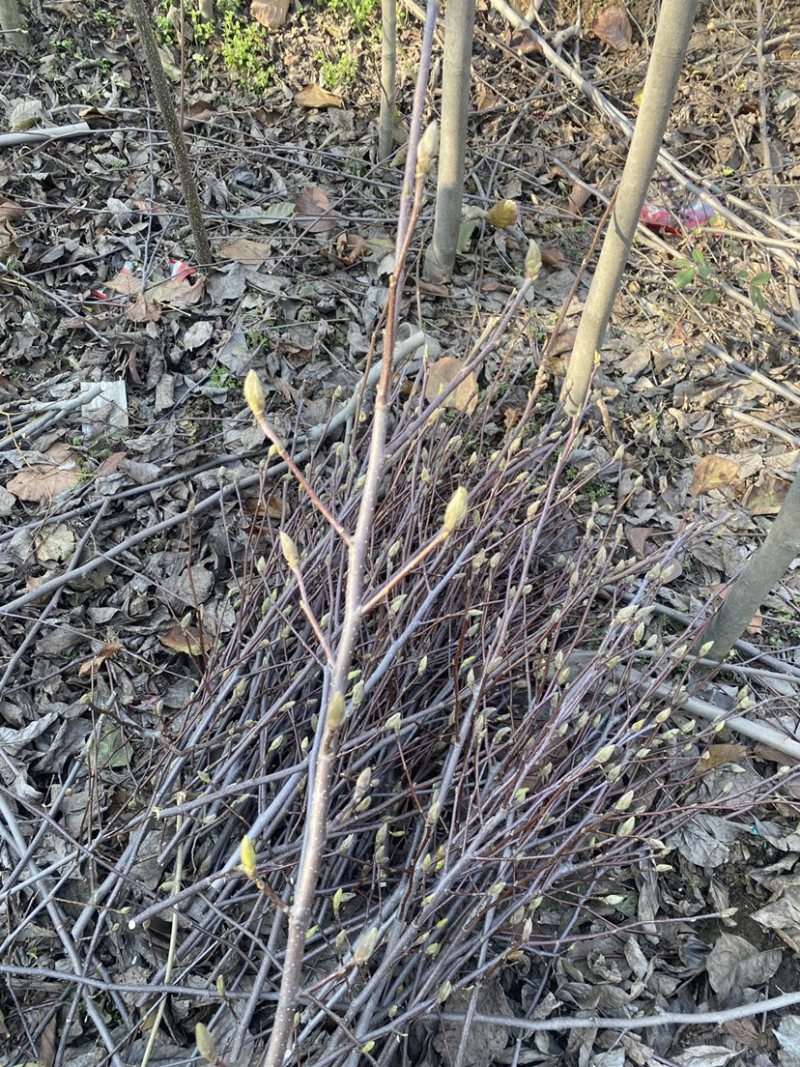 红玉兰紫玉兰枝条带花苞