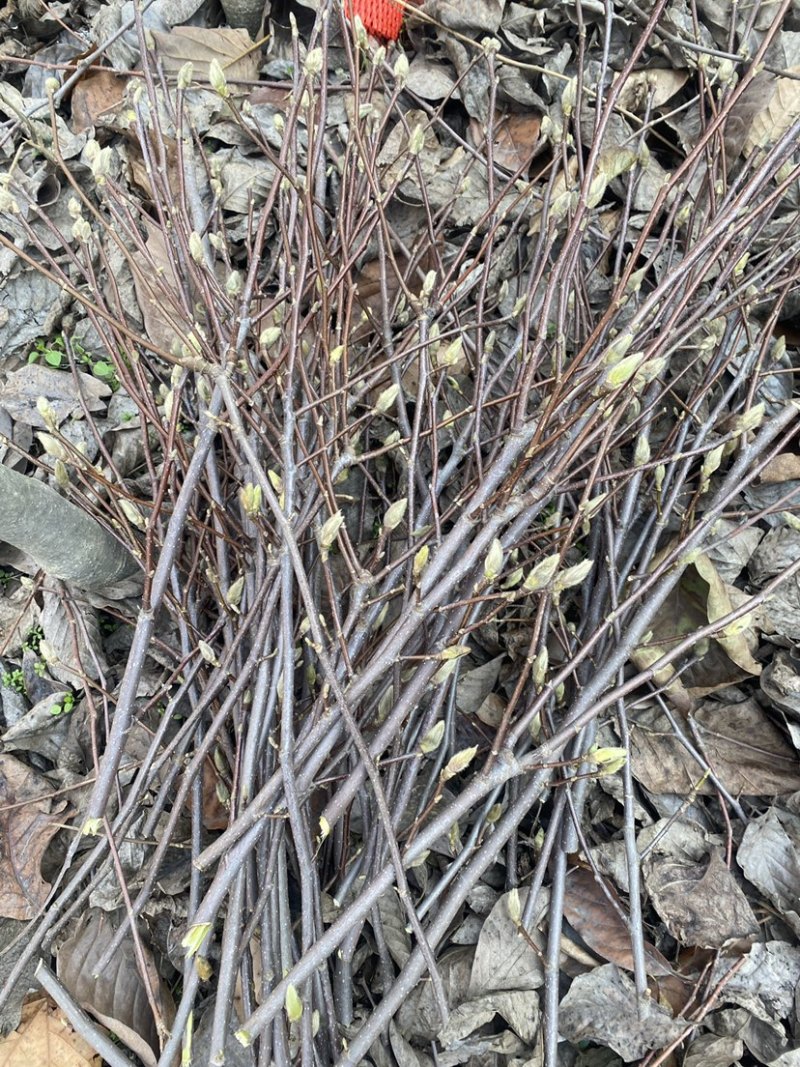 红玉兰紫玉兰枝条带花苞