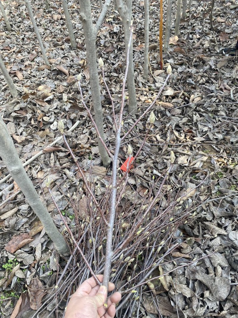 红玉兰紫玉兰枝条带花苞