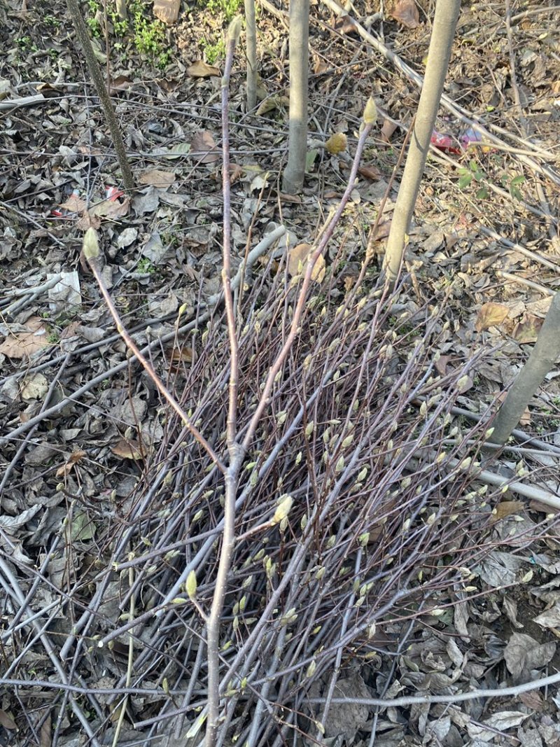 红玉兰紫玉兰枝条带花苞
