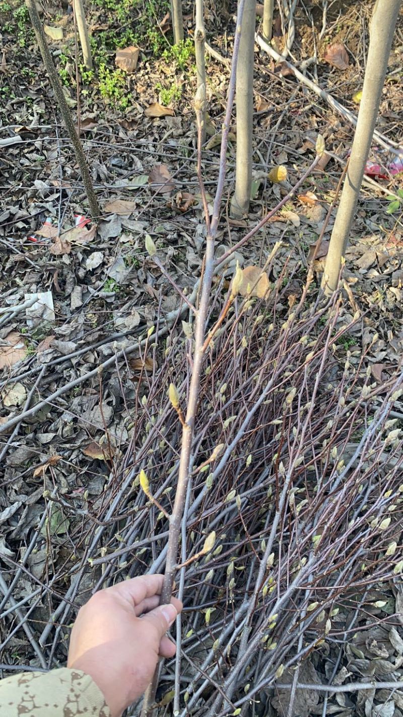 红玉兰紫玉兰枝条带花苞