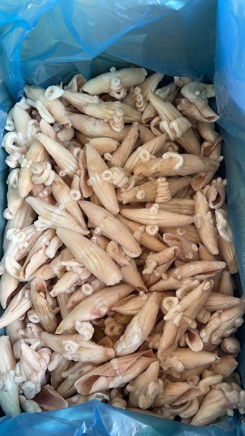 鱿鱼牛角花耳花