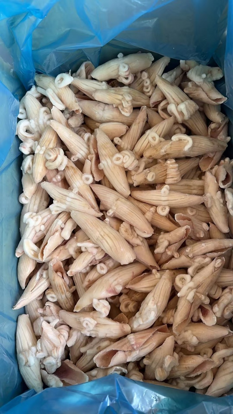 鱿鱼牛角花耳花