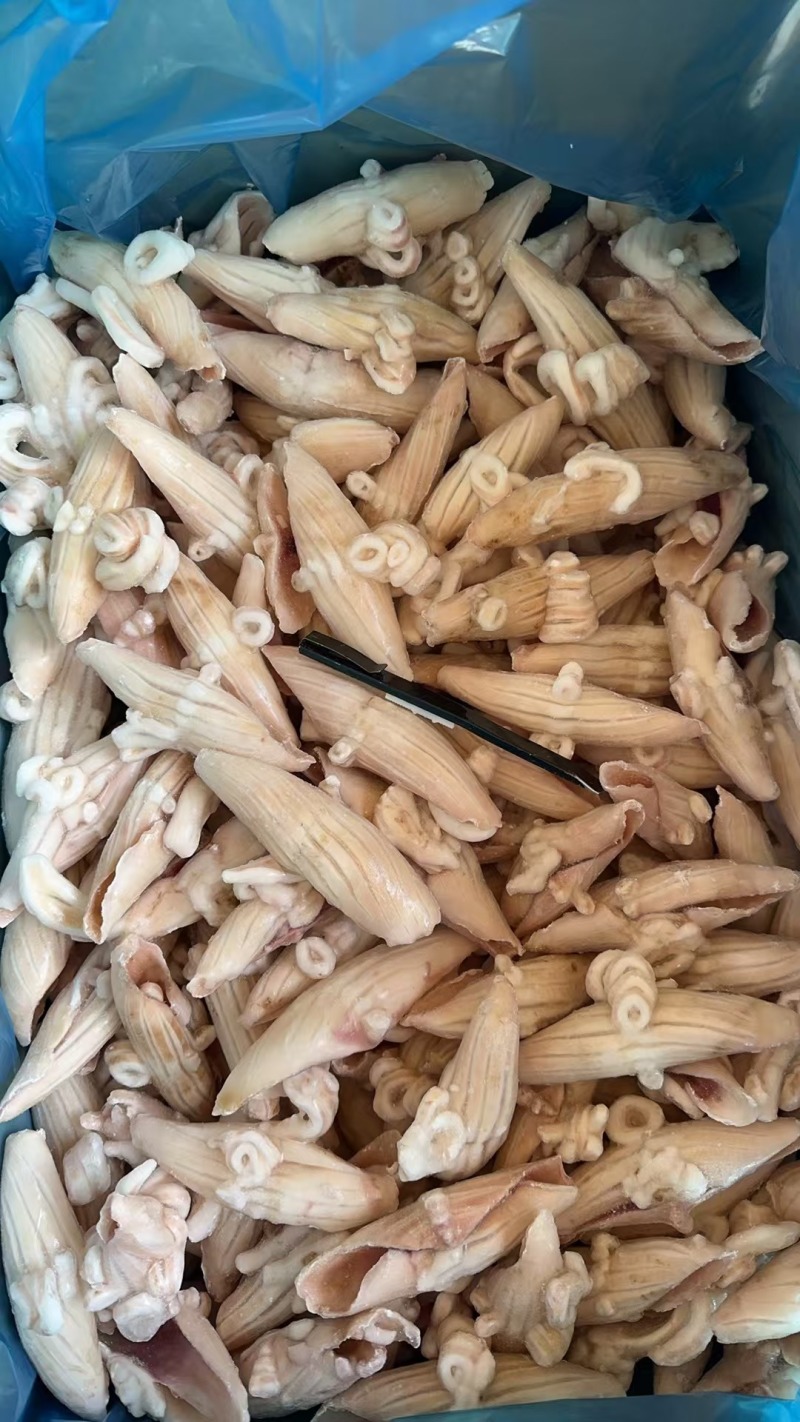 鱿鱼牛角花耳花