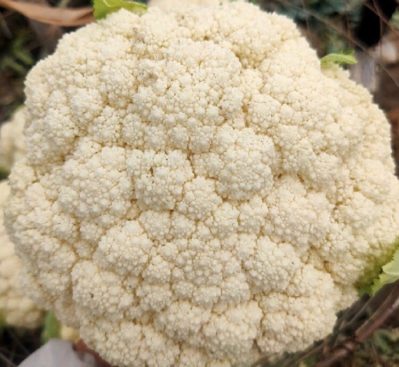 【今日推荐】青梗白面菜花小米粒货源充足走市场可存冷库