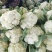 【今日推荐】青梗白面菜花小米粒货源充足走市场可存冷库