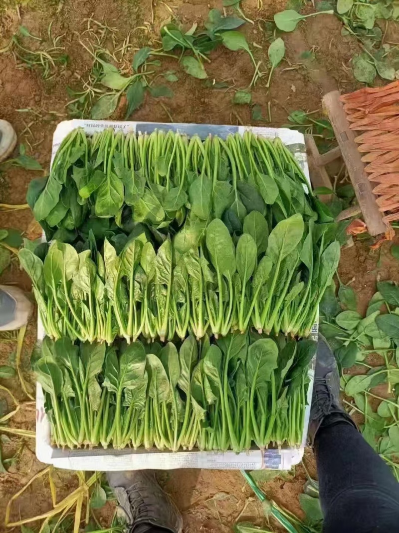 【精品】菠菜〔商超品质价格低廉〕走超市市场必选