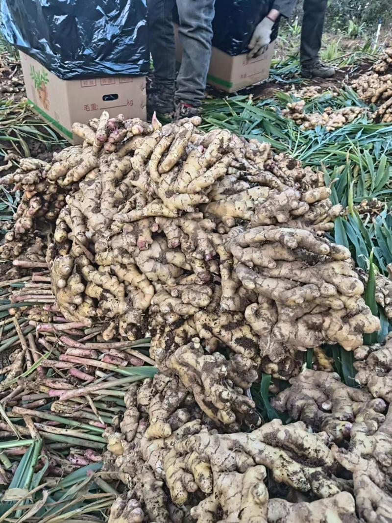 精品二黄姜生姜，产地直发，品质保证，欢迎来电