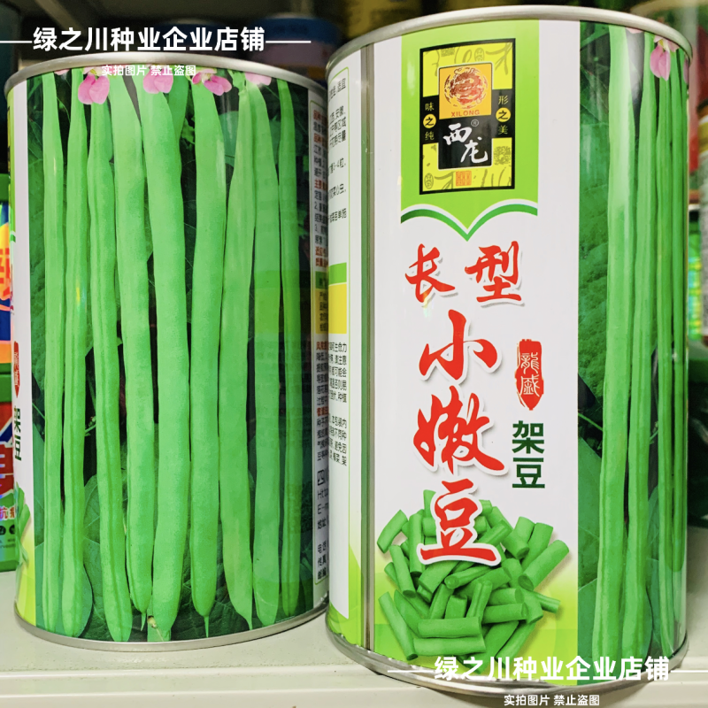 加长型小嫩豆种子无筋架豆种子四季豆特长小金豆种子高产豆角