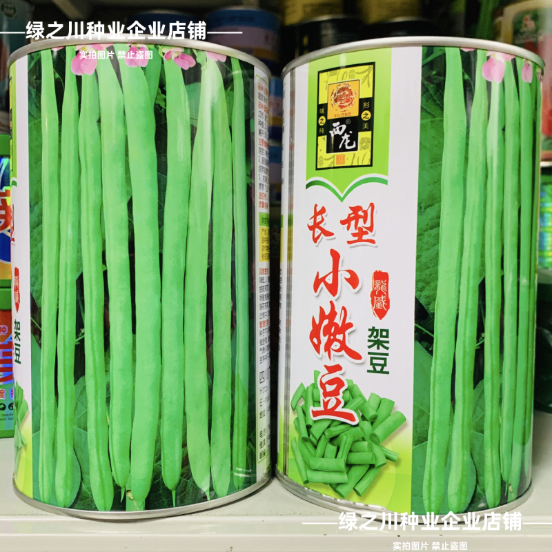 加长型小嫩豆种子无筋架豆种子四季豆特长小金豆种子高产豆角