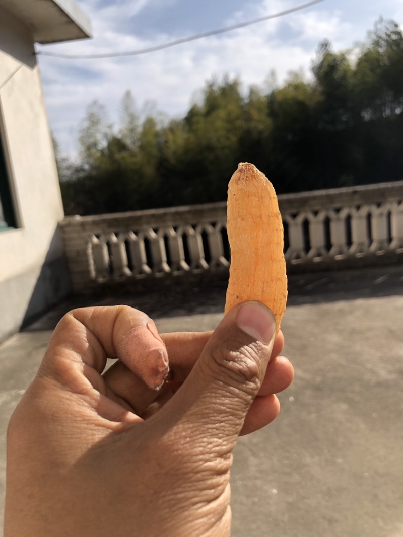 天麻小果四级天麻批发，大别山罗田天麻黄天麻干货50个左右
