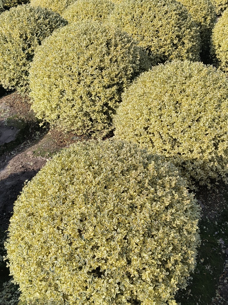 金姫小蜡球冠幅:1m、1.2m，基地有量，价优，欢迎订购