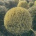金姫小蜡球冠幅:1m、1.2m，基地有量，价优，欢迎订购