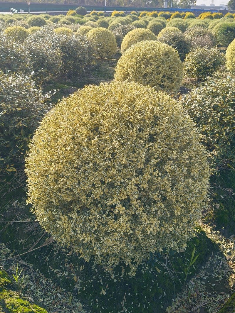 金姫小蜡球冠幅:1m、1.2m，基地有量，价优，欢迎订购