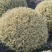 金姫小蜡球冠幅:1m、1.2m，基地有量，价优，欢迎订购