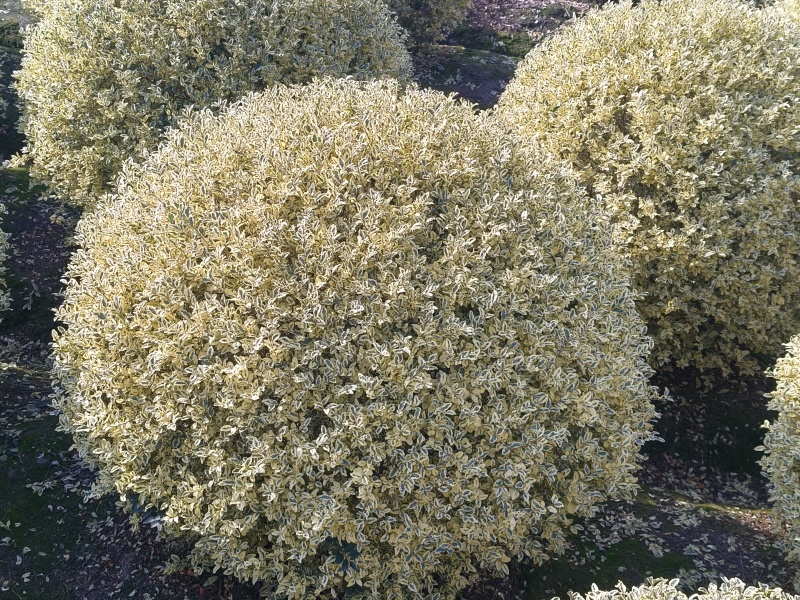 金姫小蜡球冠幅:1m、1.2m，基地有量，价优，欢迎订购