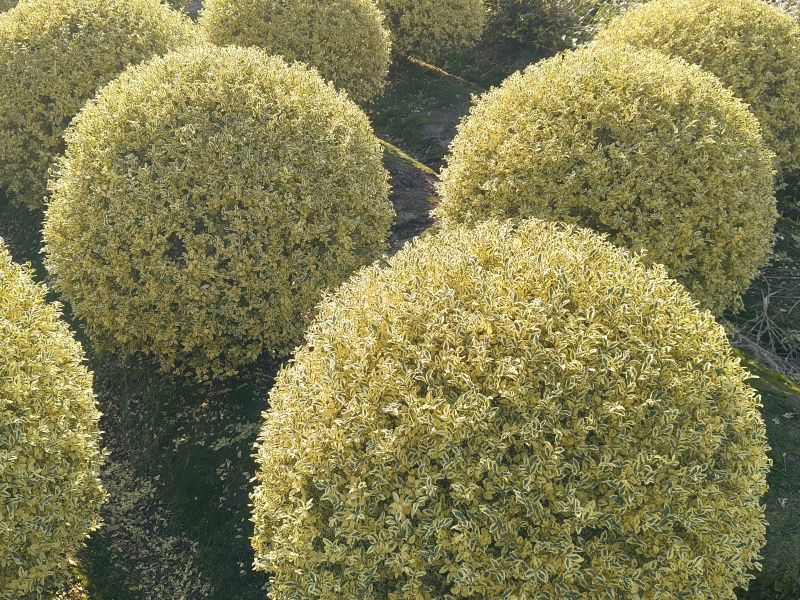 金姫小蜡球冠幅:1m、1.2m，基地有量，价优，欢迎订购