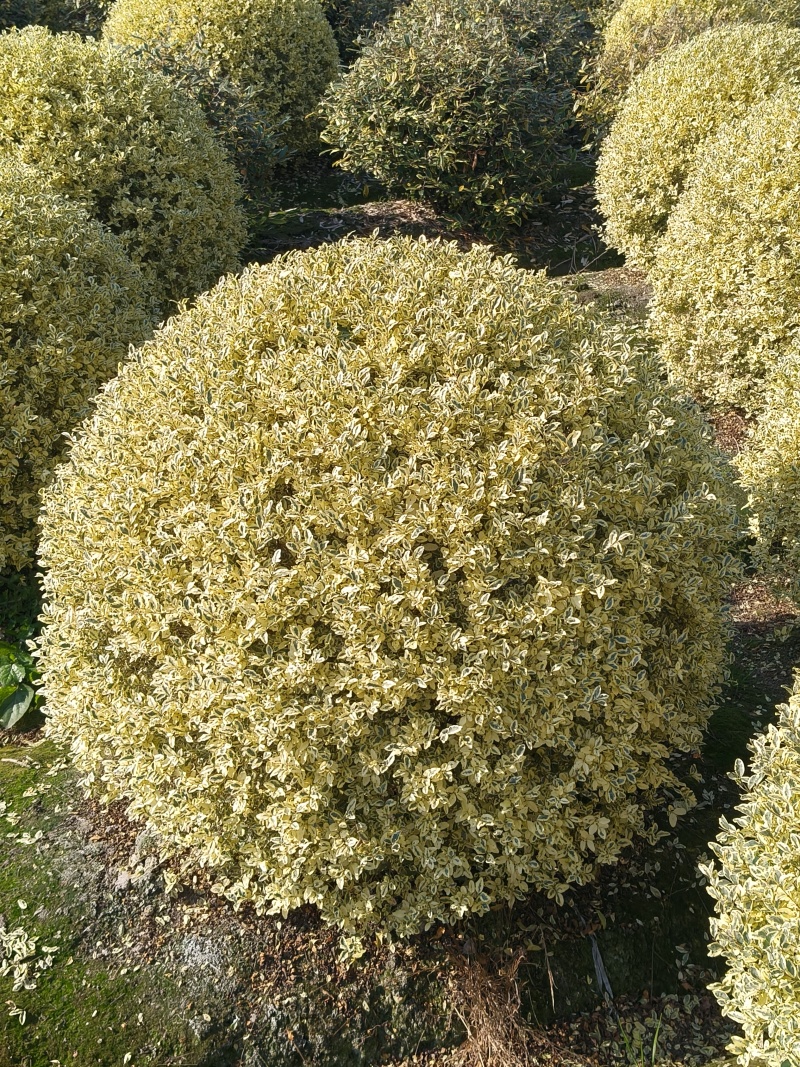 金姫小蜡球冠幅:1m、1.2m，基地有量，价优，欢迎订购
