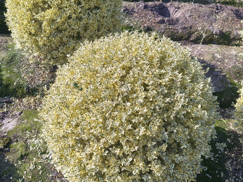 金姫小蜡球冠幅:1m、1.2m，基地有量，价优，欢迎订购