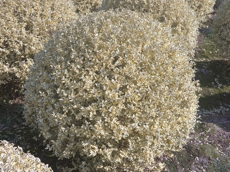 金姫小蜡球冠幅:1m、1.2m，基地有量，价优，欢迎订购