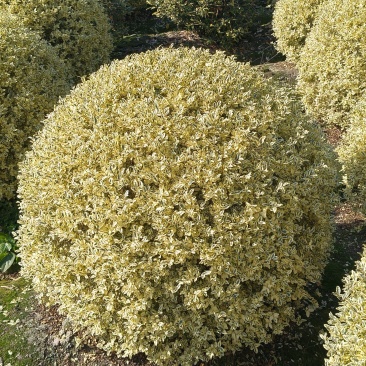 金姫小蜡球冠幅:1m、1.2m，基地有量，价优，欢迎订购