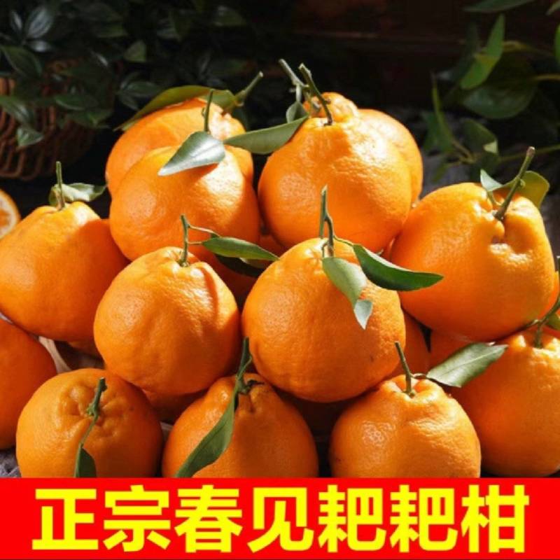 正中套袋耙耙柑四川柑桔春见柑桔，可视频看货对接全国客商