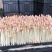 东莞精品花生芽苗菜生产基地按需生产量大从优欢迎来电订购