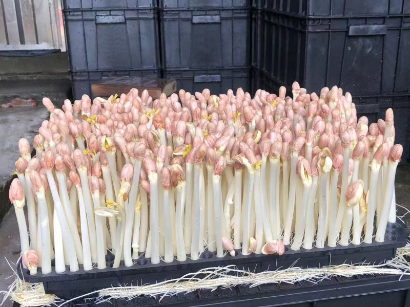 东莞精品花生芽苗菜生产基地按需生产量大从优欢迎来电订购