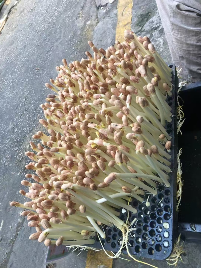 东莞精品花生芽苗菜生产基地按需生产量大从优欢迎来电订购