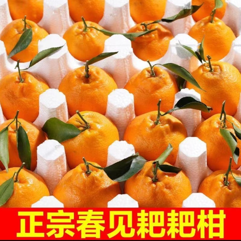 正中套袋耙耙柑四川柑桔春见柑桔，可视频看货对接全国客商