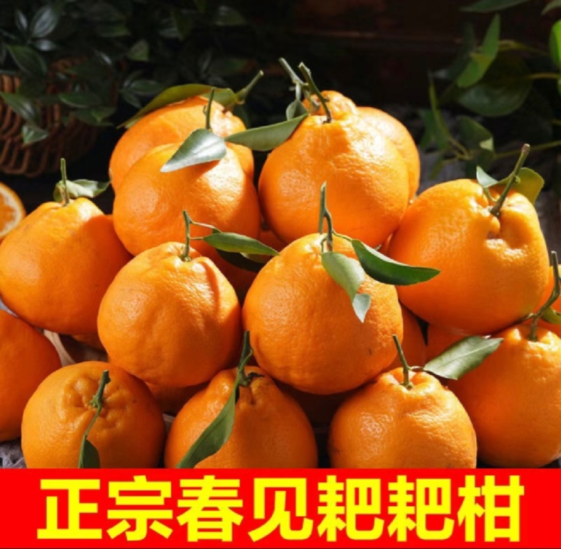正中套袋耙耙柑四川柑桔春见柑桔，可视频看货对接全国客商
