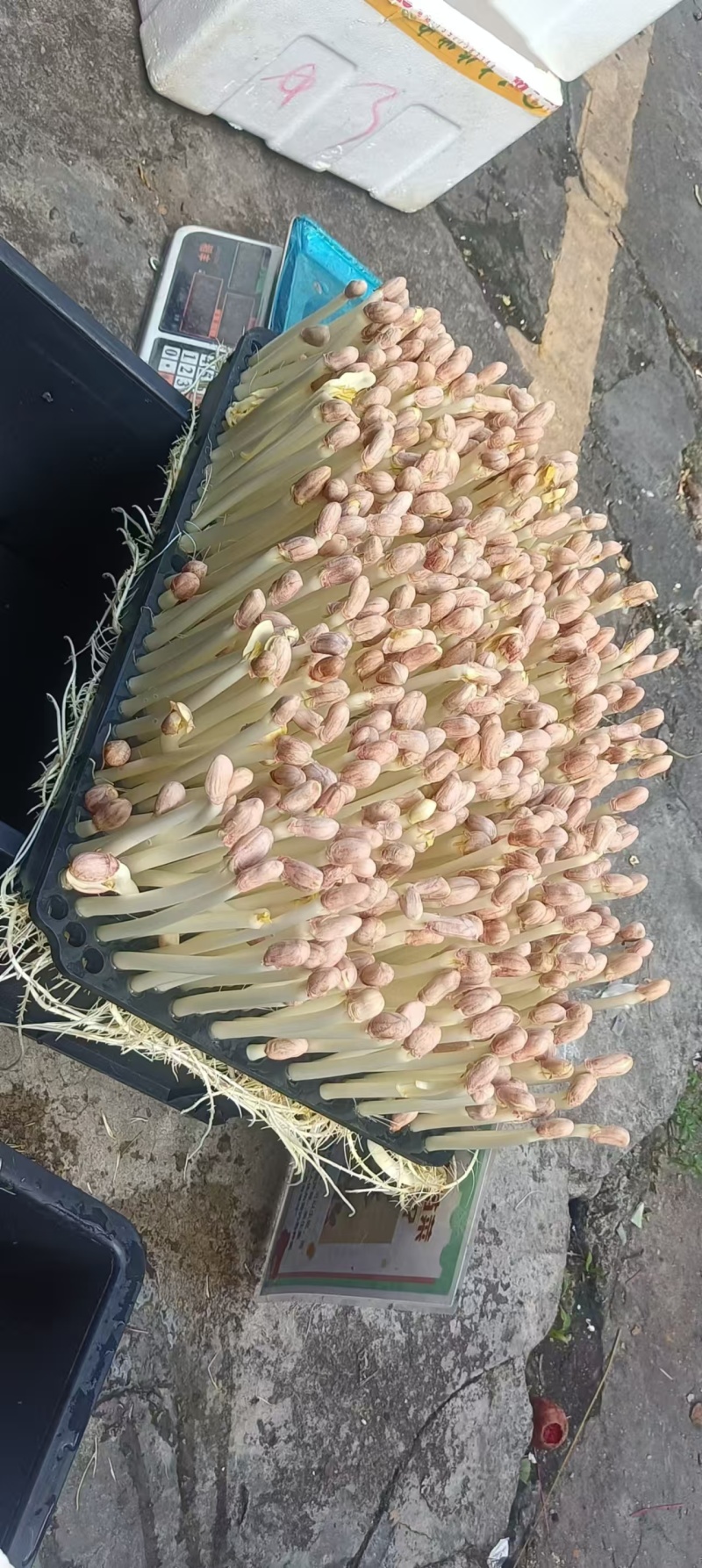 东莞精品花生芽苗菜生产基地按需生产量大从优欢迎来电订购