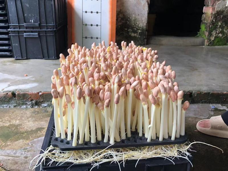 广东精品花生芽苗菜产地直供按需生产质量保证欢迎来电订购