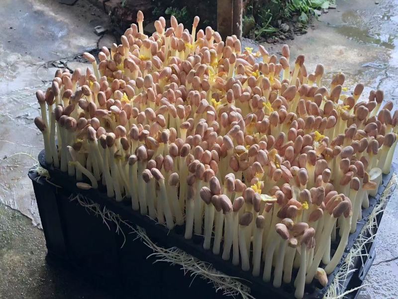 广东精品花生芽苗菜产地直供按需生产质量保证欢迎来电订购