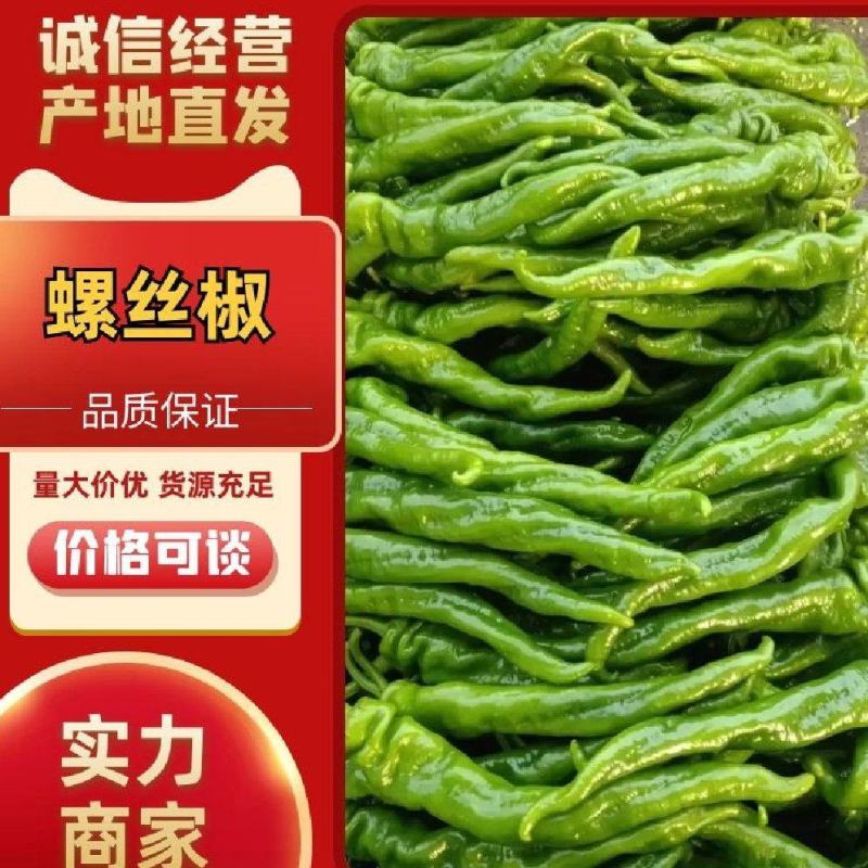 费县螺丝椒山东鲜辣椒产地现摘长度20公分以上可代发货电商