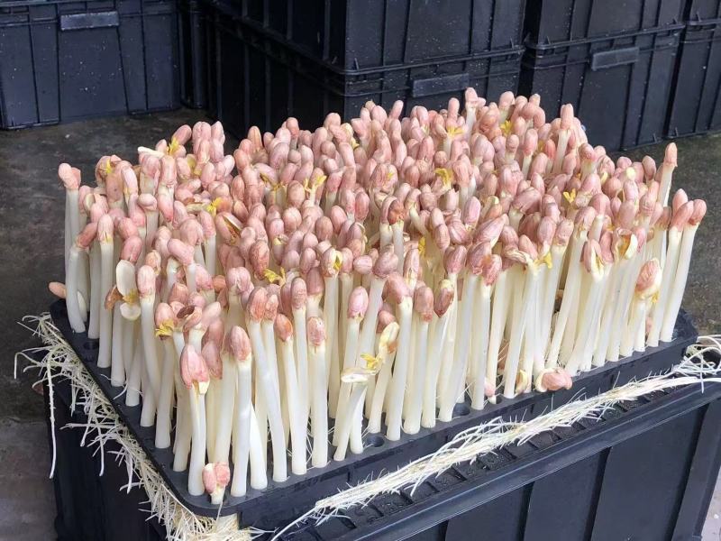 广东精品花生芽苗菜产地直供按需生产质量保证欢迎来电订购