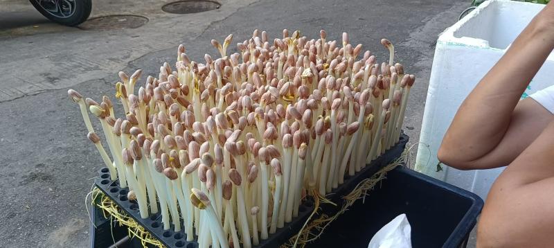 广东精品花生芽苗菜产地直供按需生产质量保证欢迎来电订购