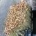 广东精品花生芽苗菜产地直供按需生产质量保证欢迎来电订购