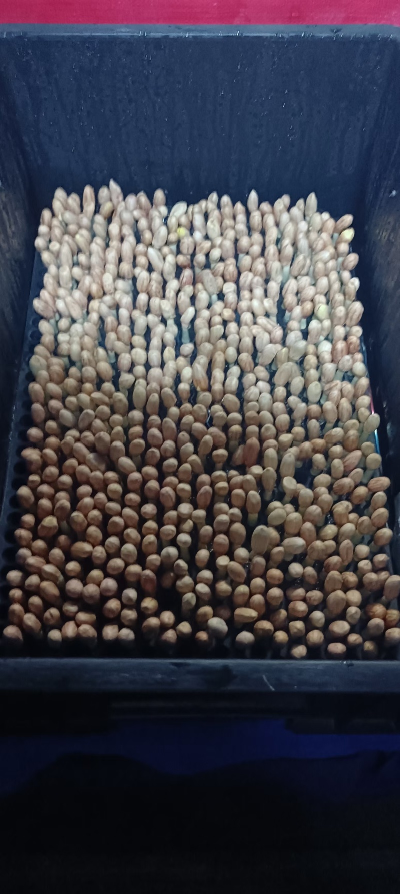 广东精品花生芽苗菜产地直供按需生产质量保证欢迎来电订购