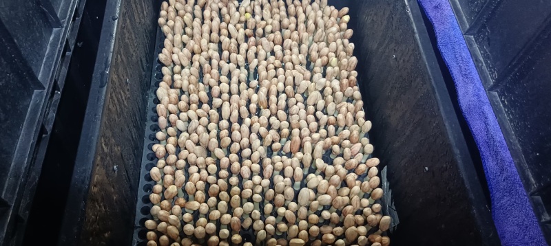 广东精品花生芽苗菜产地直供按需生产质量保证欢迎来电订购