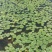 四川雷波马湖纯菜，一手货源，诚信经营，可视频看货