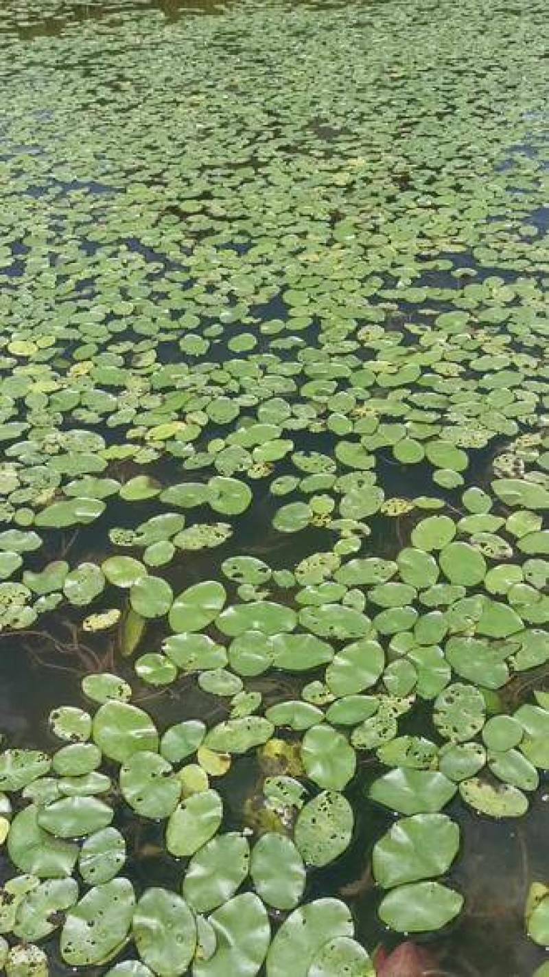 四川雷波马湖纯菜，一手货源，诚信经营，可视频看货