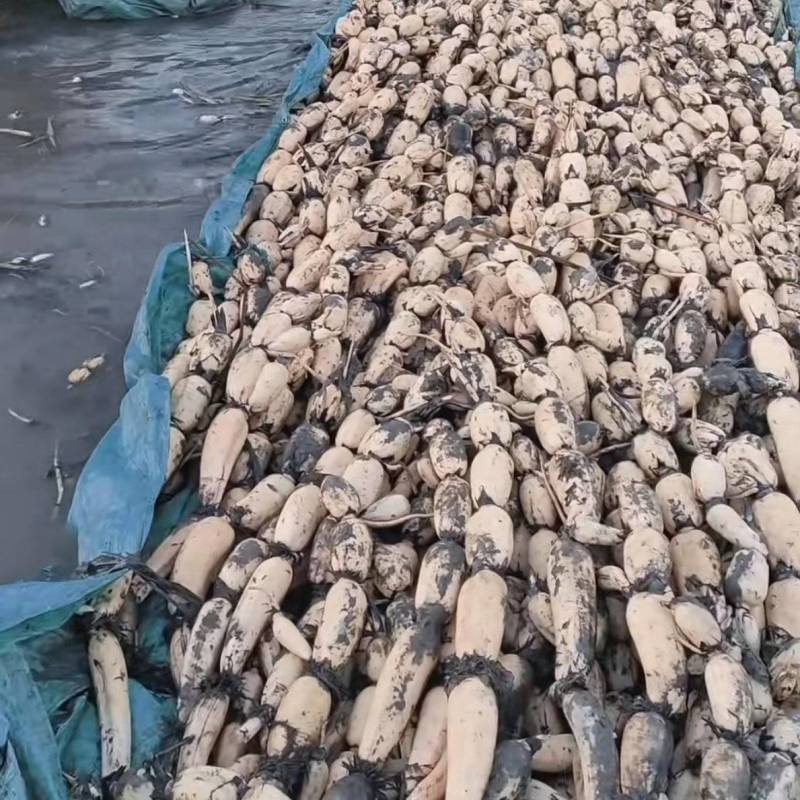 千亩莲藕基地出售菜藕藕种，有需要朋友可以联系我非诚勿扰。