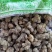 水洗干净猫爪草猫爪草新鲜食用猫抓草河南猫爪草