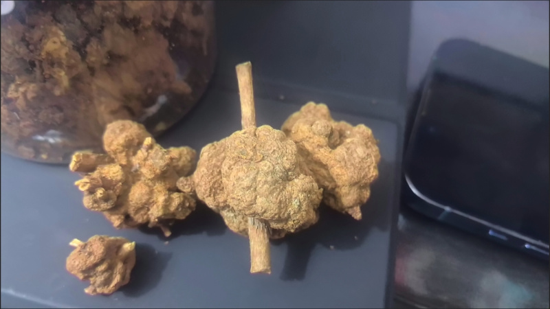 水洗干净猫爪草猫爪草新鲜食用猫抓草河南猫爪草