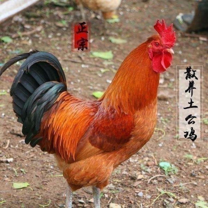 【正宗】红瑶草公鸡量大从优一条龙服务基地直发保质保量欢迎
