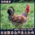 【正宗】山东芦花大公鸡量大从优保质保量基地直发对接全国
