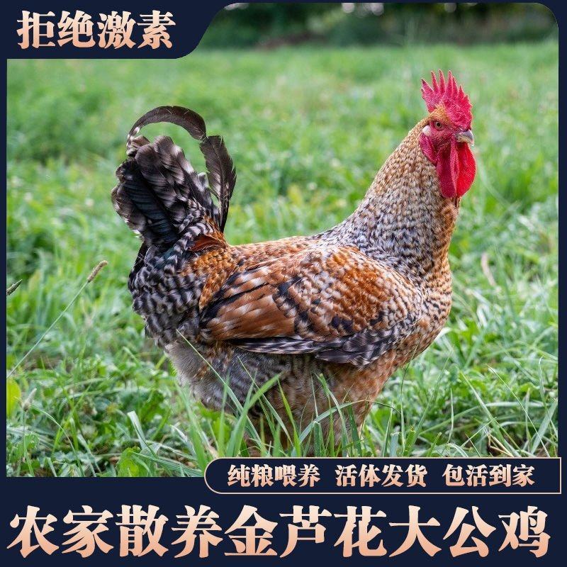 【正宗】山东芦花大公鸡量大从优保质保量基地直发对接全国