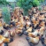 【正宗】山东芦花大公鸡量大从优保质保量基地直发对接全国